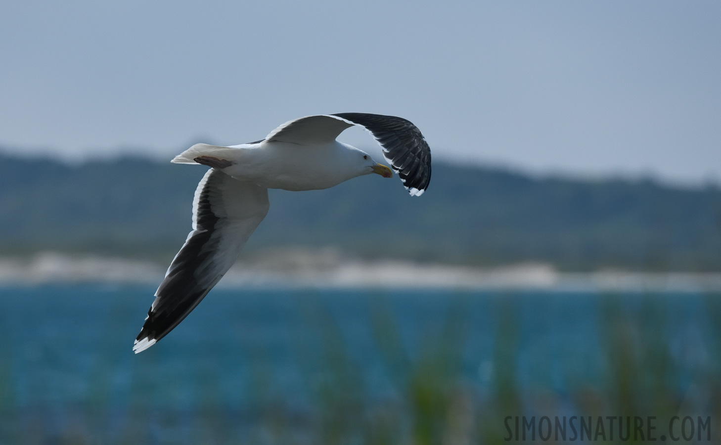 Larus marinus [400 mm, 1/8000 sec at f / 8.0, ISO 1600]